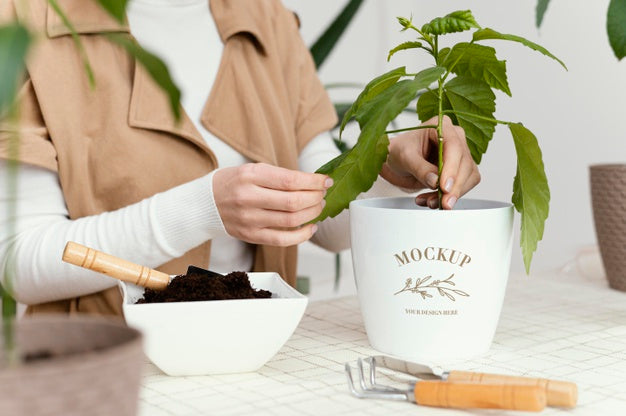 Free Indoor Vegetation Planting Mock-Up Psd