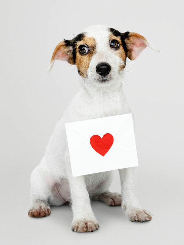 Free Adorable Jack Russell Retriever Puppy With A Love Letter Mockup Psd