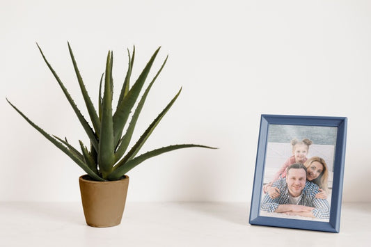 Free Frame Mockup Next To A Plant Psd