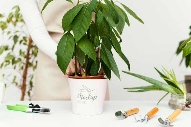 Free Indoor Vegetation Planting Mock-Up Psd