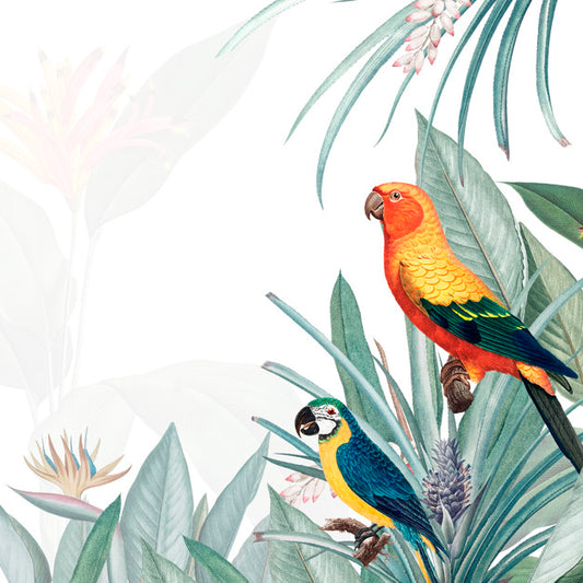 Free Macaw Tropical Mockup Illustration Psd