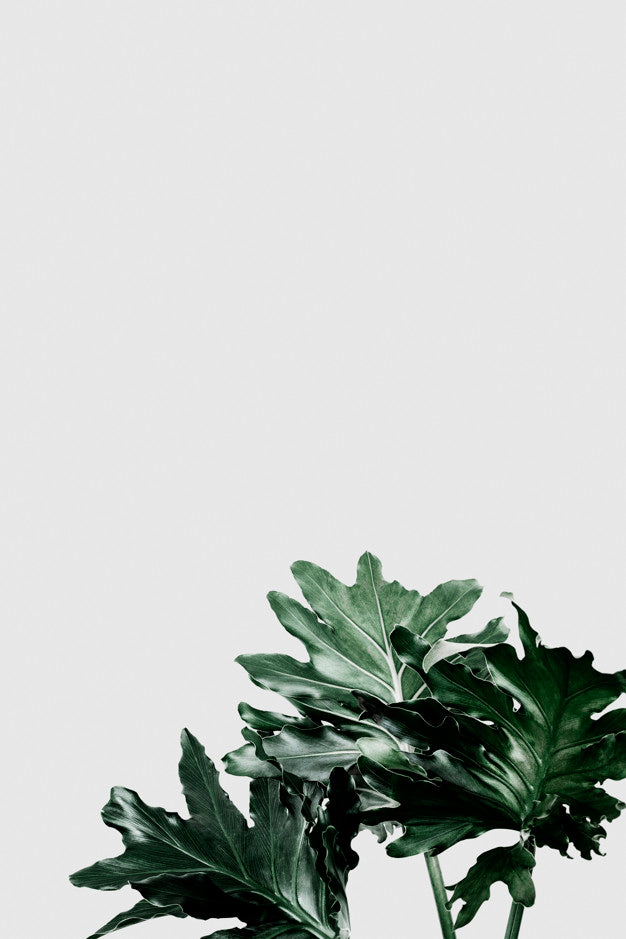 Free Philodendron Xanadu Leaf On Gray Background Psd