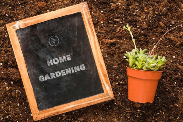 Free Top View Of Blackboard On Soil With Plant In Pot Psd